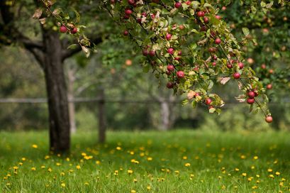 apples-on-trees.jpg